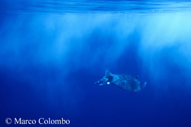 L''incredibile mobula (Mobula mobular)